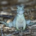 iguana_blue_qebp_gc_h_0065_cay0520.jpg